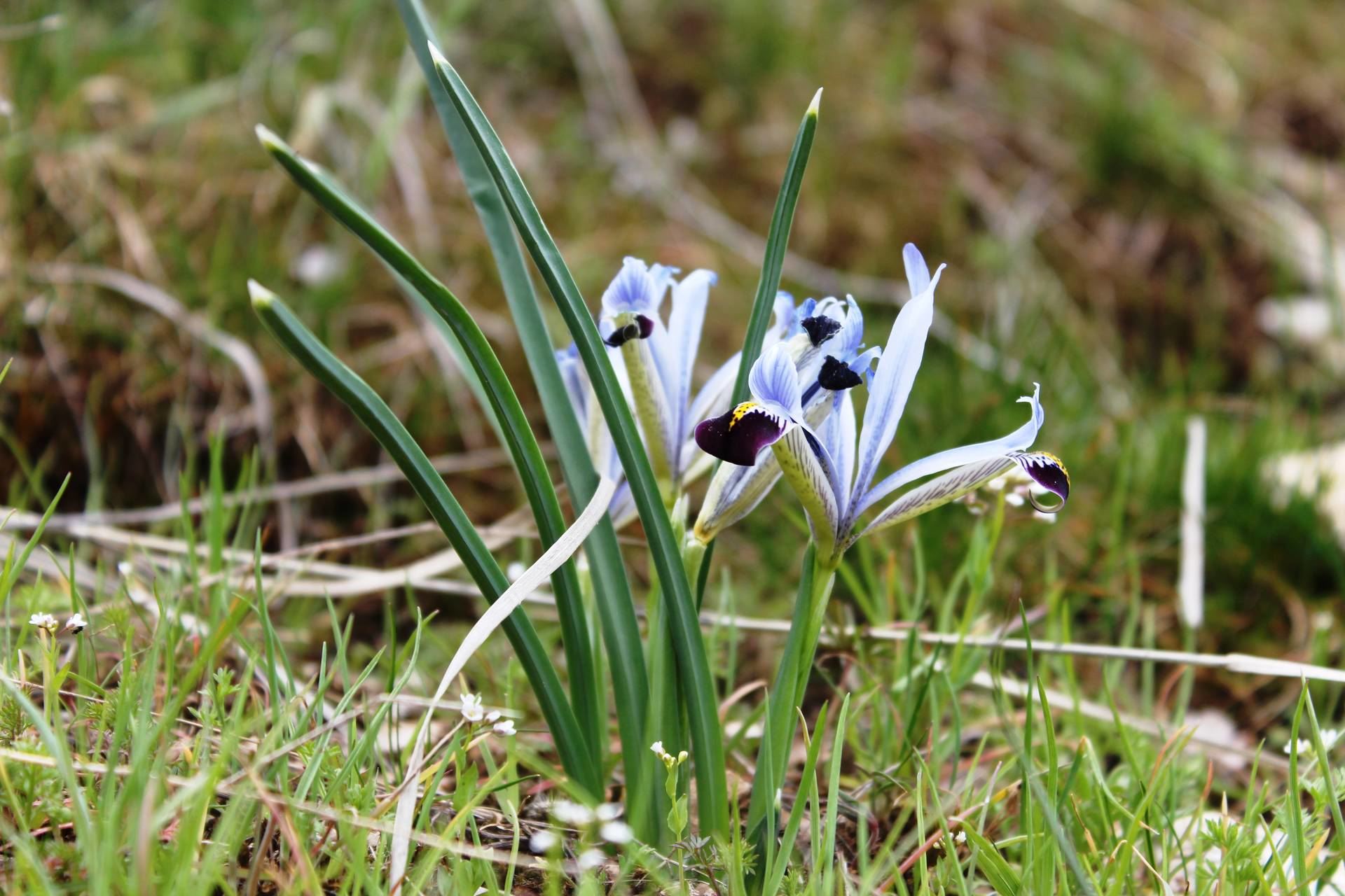 Iris reticulata M.Bieb