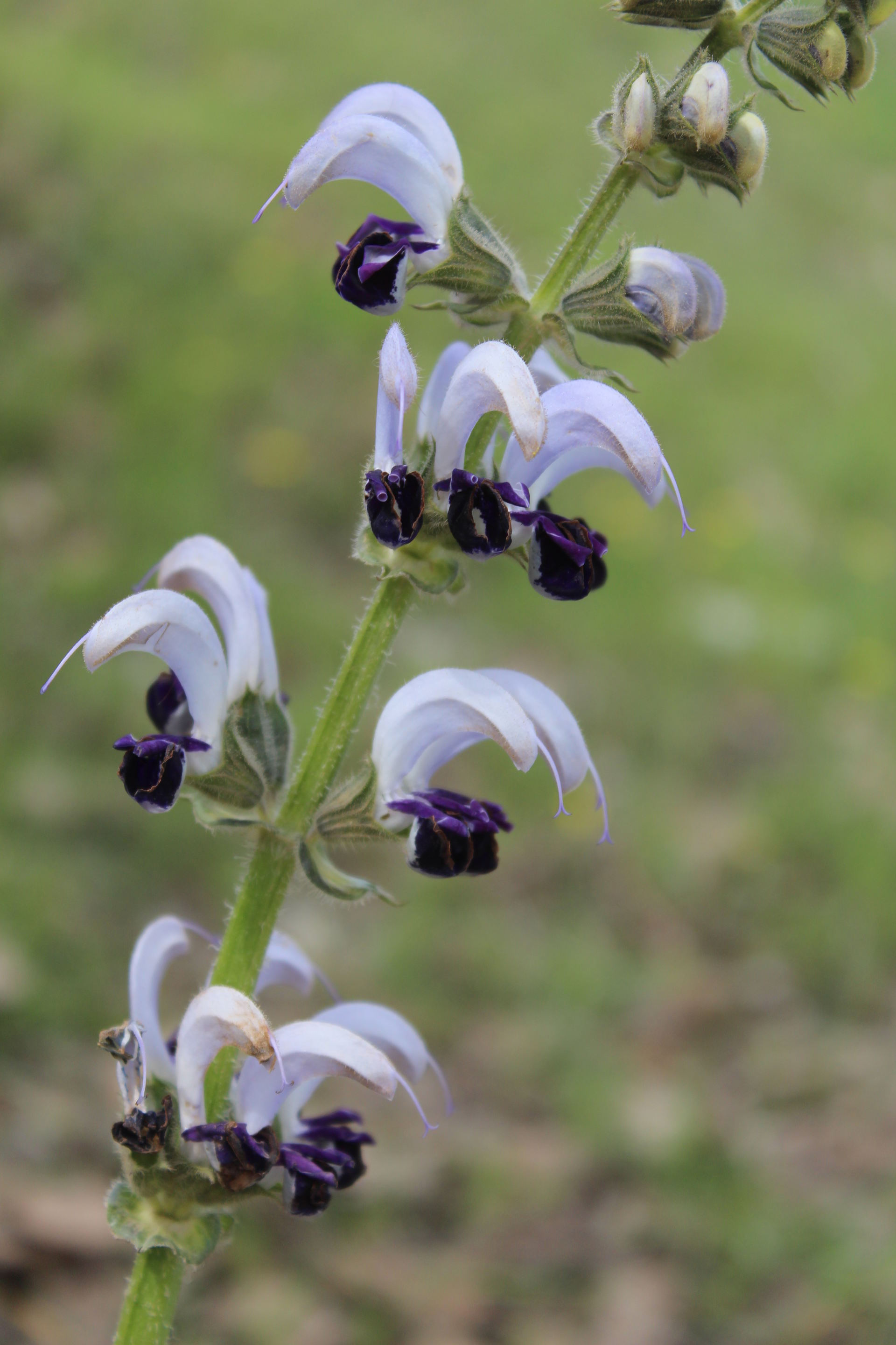 Salvia indica L.